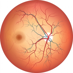 Fundus Drawing